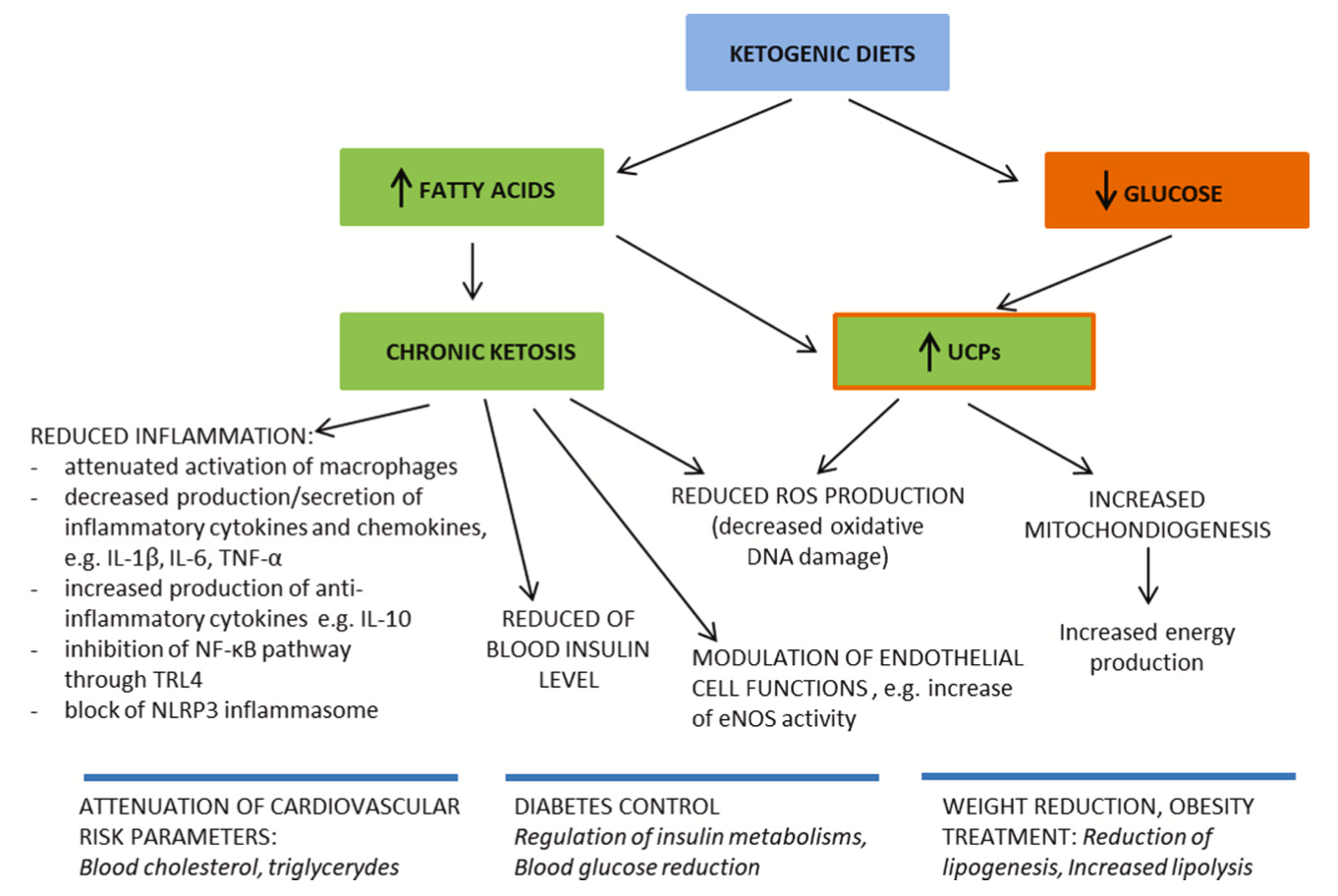 Possible effects of the KD to combat hypertension and other obesity-related cardiovascular conditions